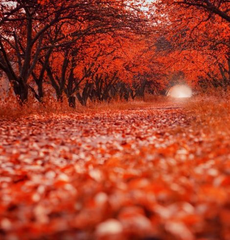 La légitimité de l’entrepreneur ou la question sans réponse