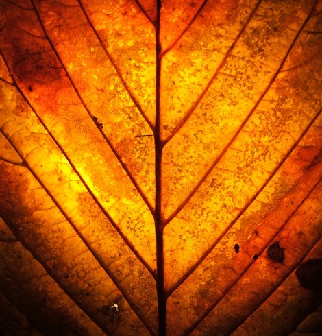 En toute simplicité