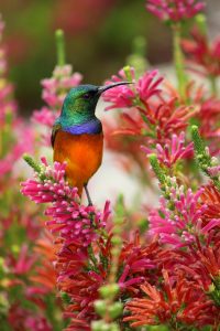 Pourquoi un colibri ?