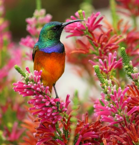 Le pourquoi du comment