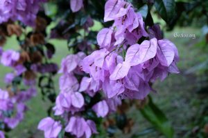 Bougainvillea Geckoo blog