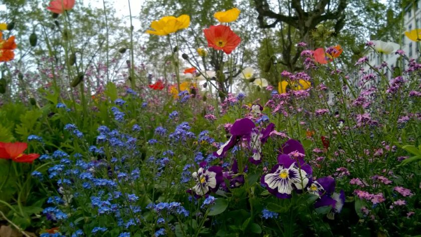 Fleurs de communication