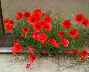 Je n’ai pas tes réponses – Epistolaire *18