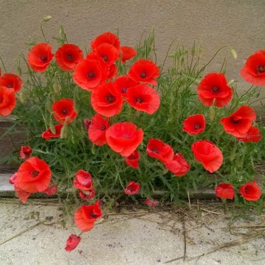Je n’ai pas tes réponses – Epistolaire *18
