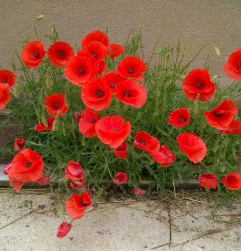 Je n’ai pas tes réponses – Epistolaire *18