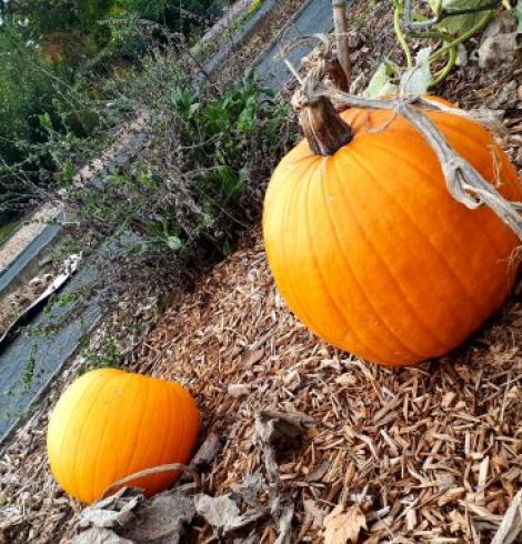 L’atelier d’écriture perpétuel Canard à l’orange – 52 messages pour prendre la plume, chaque semaine, pendant 1 an