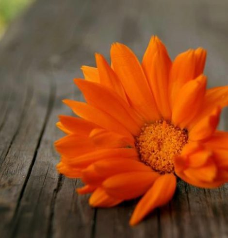 Ce que tu donnes… Epistolaire *34