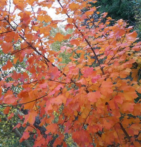 Les 32 émotions du succès (euh, 34)